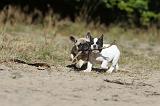 BOULEDOGUE FRANCAIS 198
